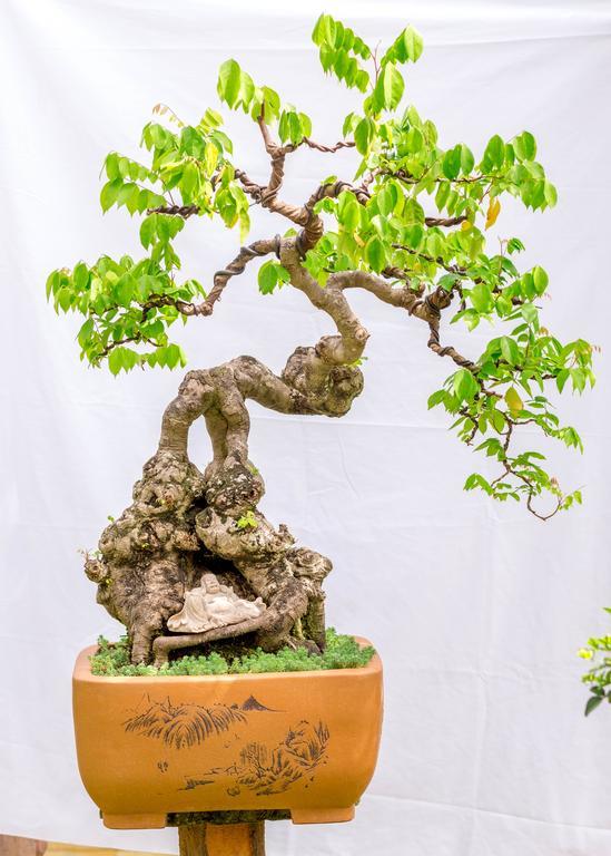 Bonsai Villa הוי אן מראה חיצוני תמונה